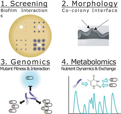 Biofilm Interaction Mapping and Analysis (BIMA) of Interspecific Interactions in Pseudomonas Co-culture Biofilms